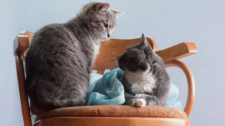 Zwei Katzen schauen sich an und blinzeln langsam – das ist Vertrauen.