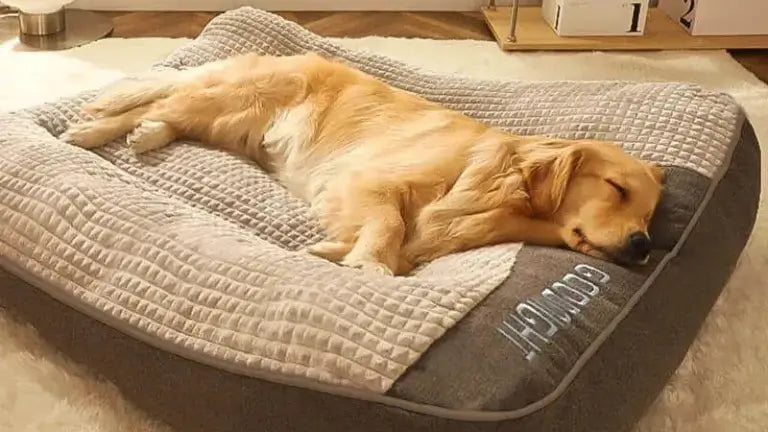 Ein Golden Retriever macht friedlich ein Nickerchen auf einem beruhigenden Hundekissen und zeigt perfekten Komfort für Hunde