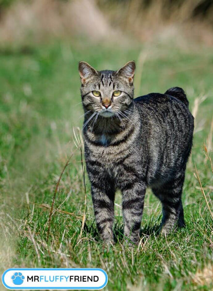 Was-ist-eine-Manx-Katze