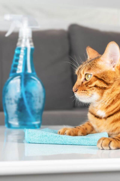 Katze ohne Wasser putzen