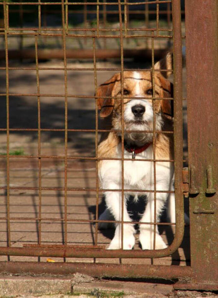 Adoptiere-ein-gerettetes-Tier