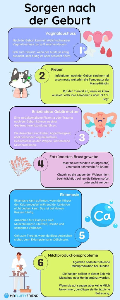 Schwangerer-Hund-Pflegetipps