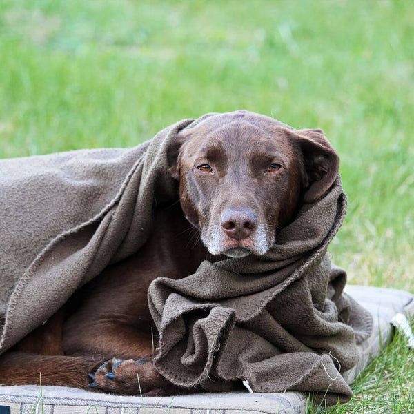 den-Hund-einschlafern