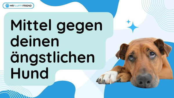 angstliche Hunde Hilfsmittel