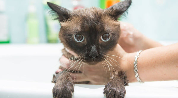 Katze ohne Wasser putzen