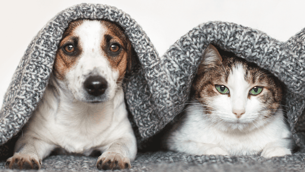 Haustiere-warmhalten