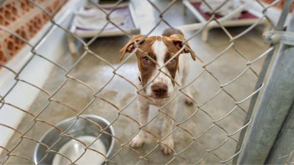 Adoptiere-ein-gerettetes-Tier