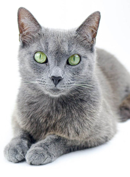 Die-besten-Katzenrassen russian blue