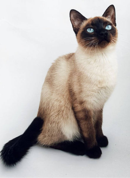 Die-besten-Katzenrassen siamese