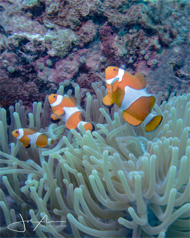 Ocellaris Clownfish (Nemo Fishies)