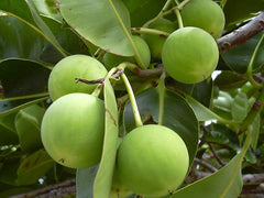 Tamanu