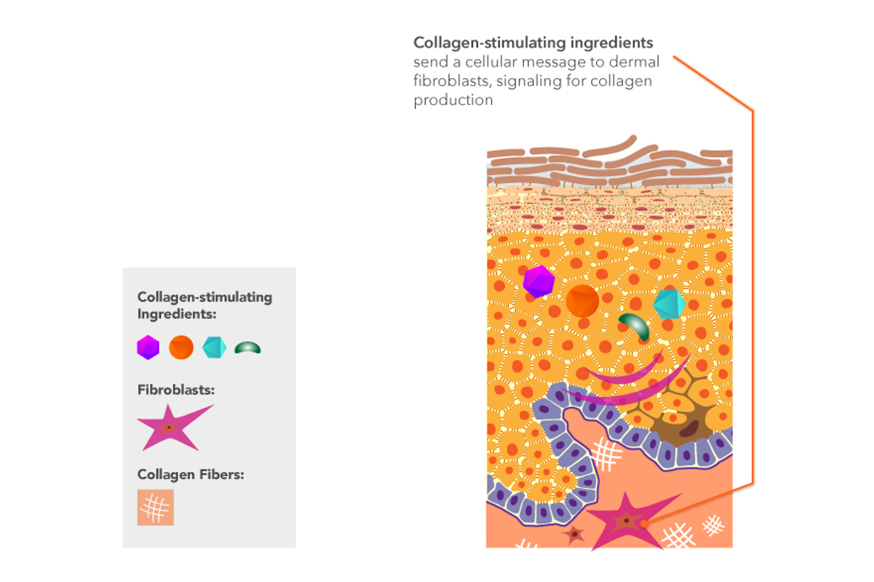 Fibroblasts graphic showing their function