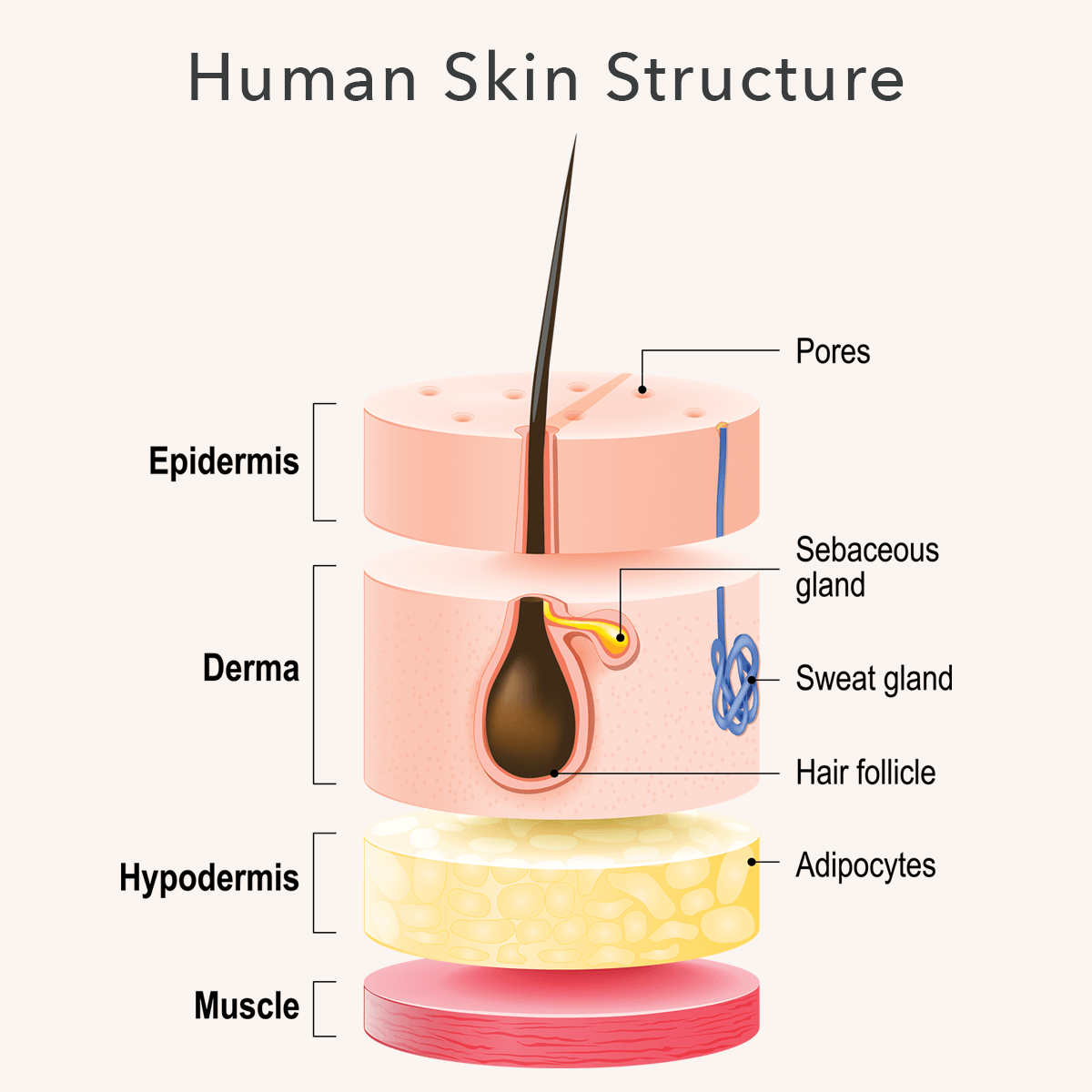 Human skin structure graphic