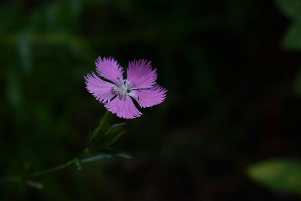 Nadeshiko flower