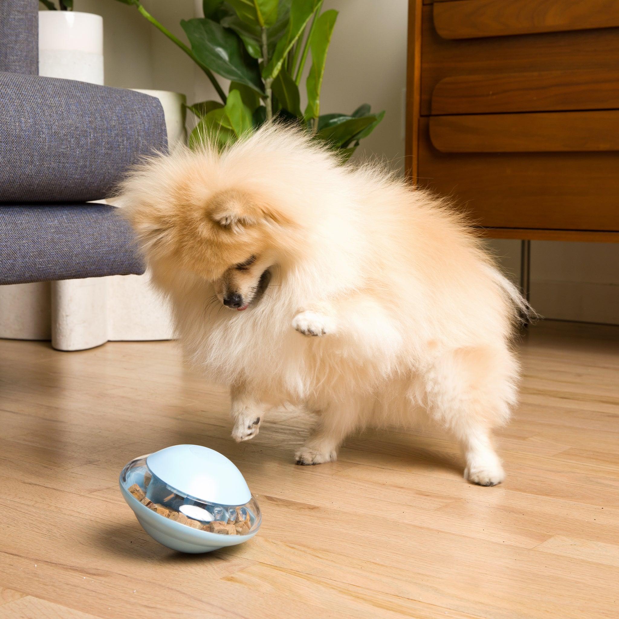 NastyDog MiniDog Tumbler＋キーホルダーセット - その他