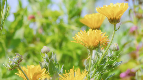 Calendula