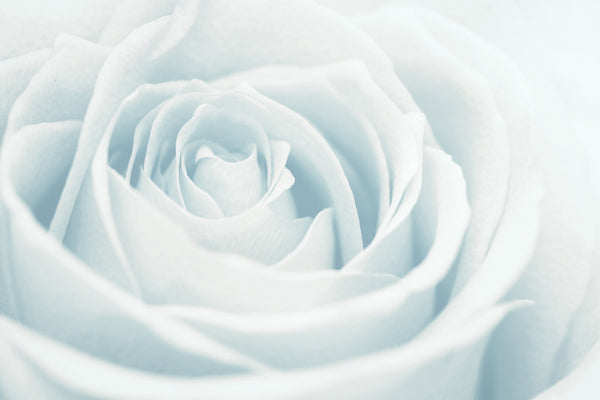 Huile Sacrée de Rose Blanche – Alkhêmya