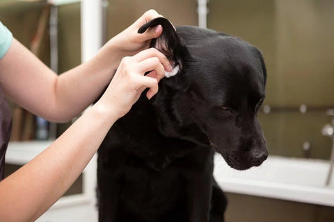 laver oreille chien