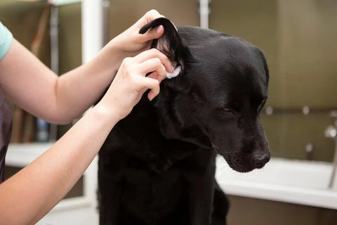 COMMENT NETTOYER LES OREILLES D'UN CHIEN 🐶🩺 (Cours d'auxiliaire