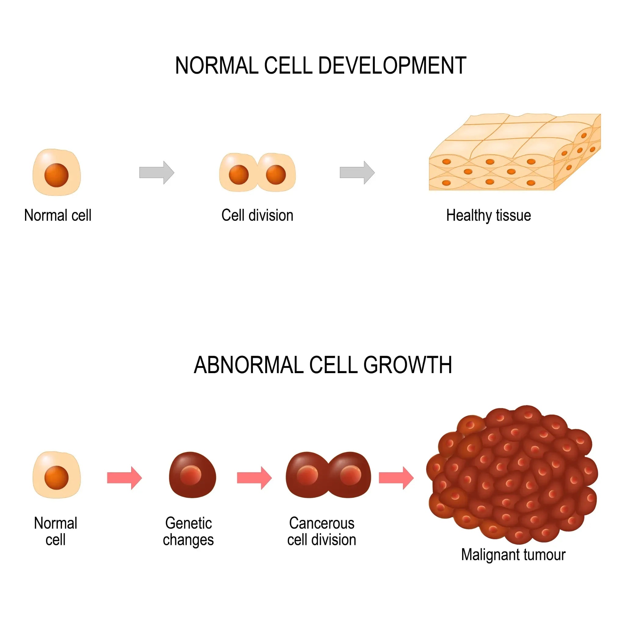 Depiction of a normal cell and a cancerous cell.