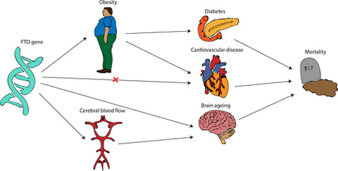 FTO gene association with higher BMI and obesity