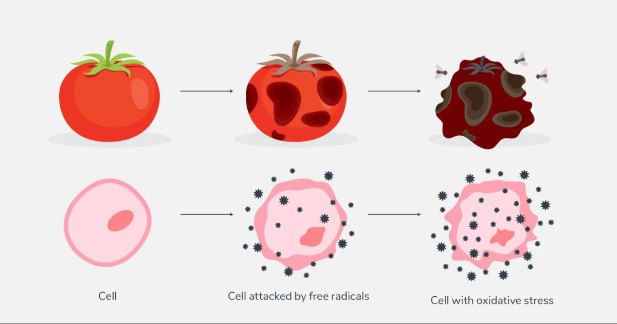 Oxidative Stress Impacting a Healthy Cell