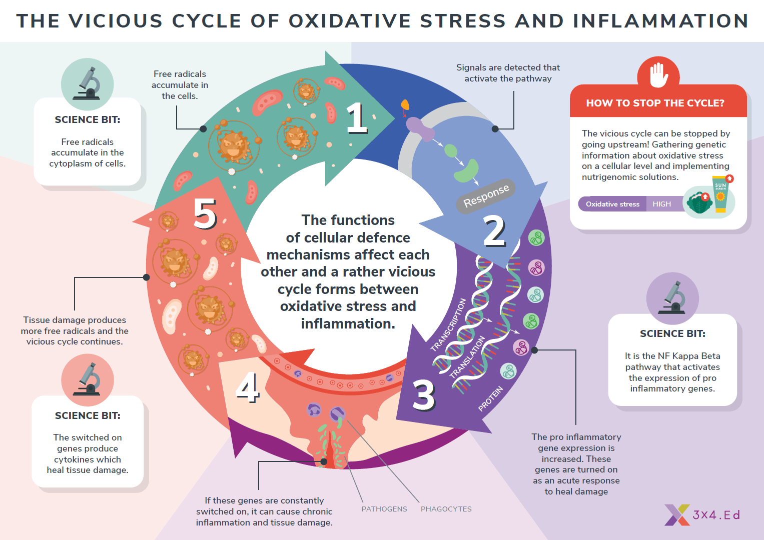 oxidative stress and inflammation