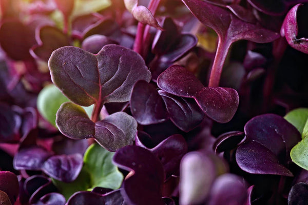 microgreens for sale