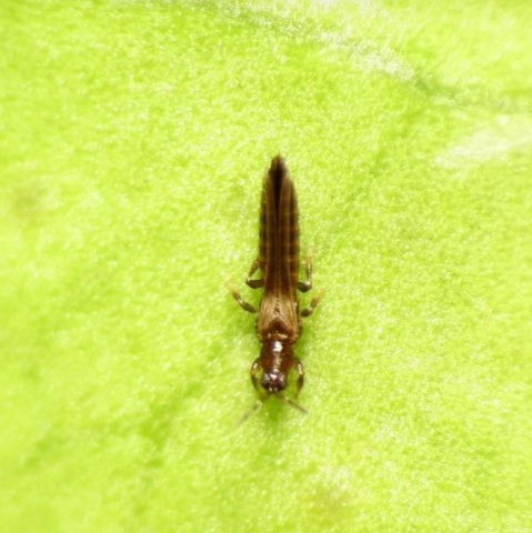 un thrips, Wikimedia commons