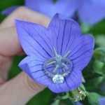 A Flower Shot of Sarah Frances' Brian Gavin Engagement Ring