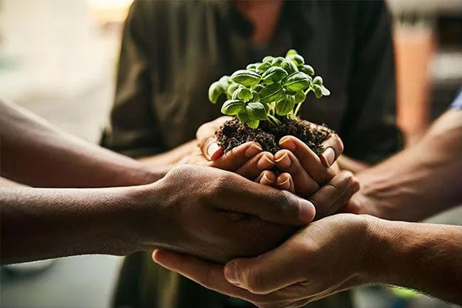 a person's hands holding a small plant and giving it to another person's hands