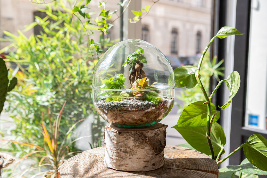 Terrarium Lanterne Marcelle  Boby la Plante – bobylaplante