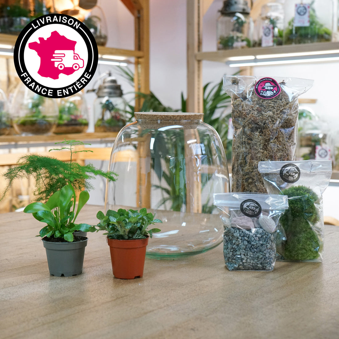 Les 7 meilleurs kits pour faire soi-même un terrarium - Le Parisien