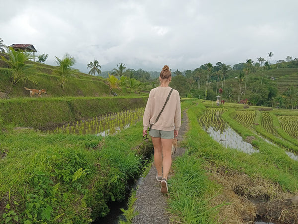 Ricefield hike