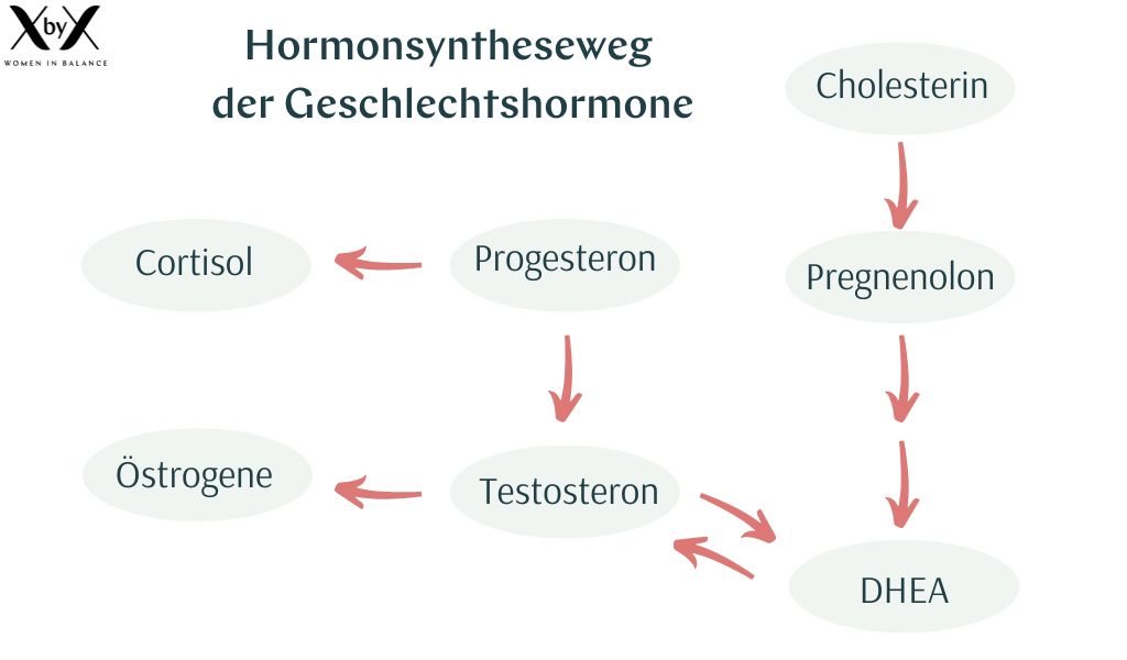 Hormonsyntheseweg