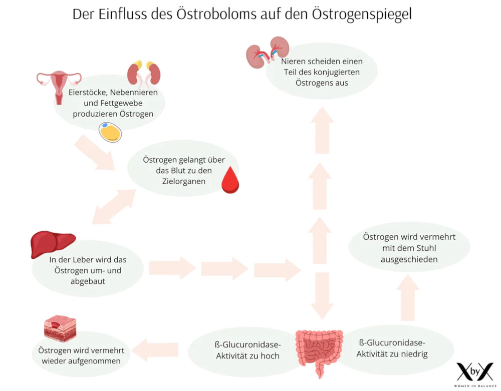 Östrobolom ß-Glucuronidase