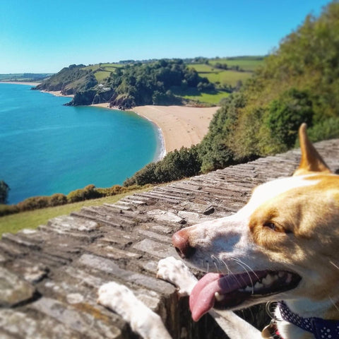 Best dog friendly beaches in Cornwall and Devon