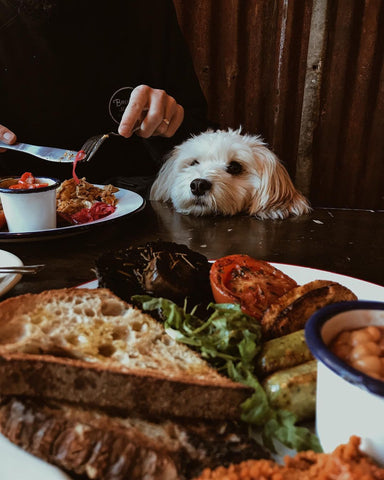 Dog-friendly cafe, Brown & Green Life in Crystal Palace Park