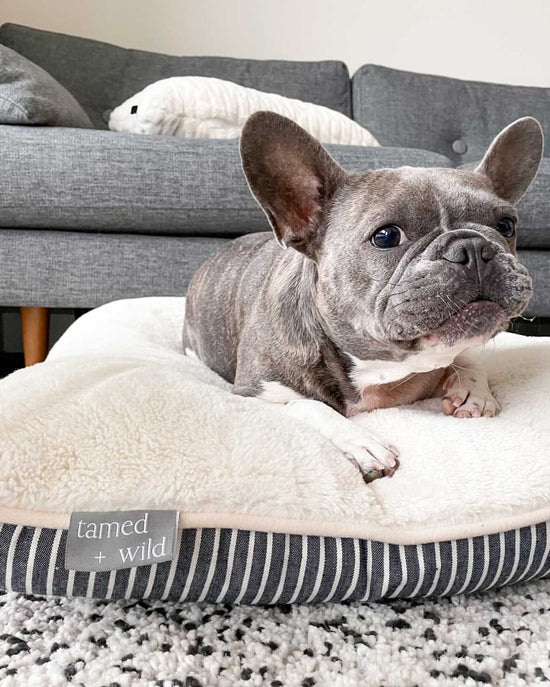 Dog & Pet Beds Canada | Dog Products | Tamed + Wild