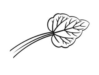 rhubarb