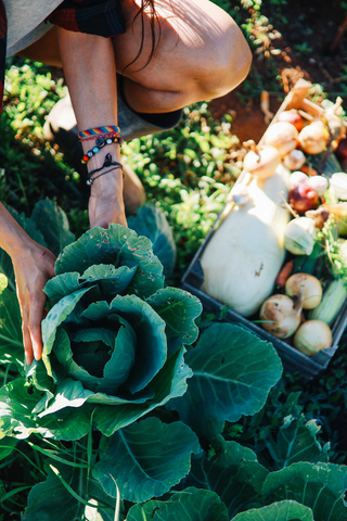 A woman picking a fresh organic cabbage with box or organic veggies in background