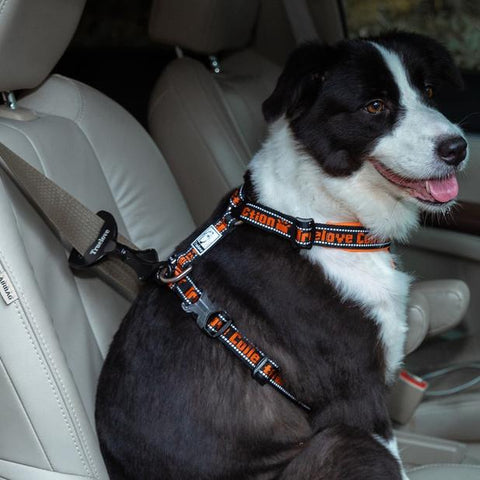 Introducing our safety dog travel buckle. Best safety measure for your dog.