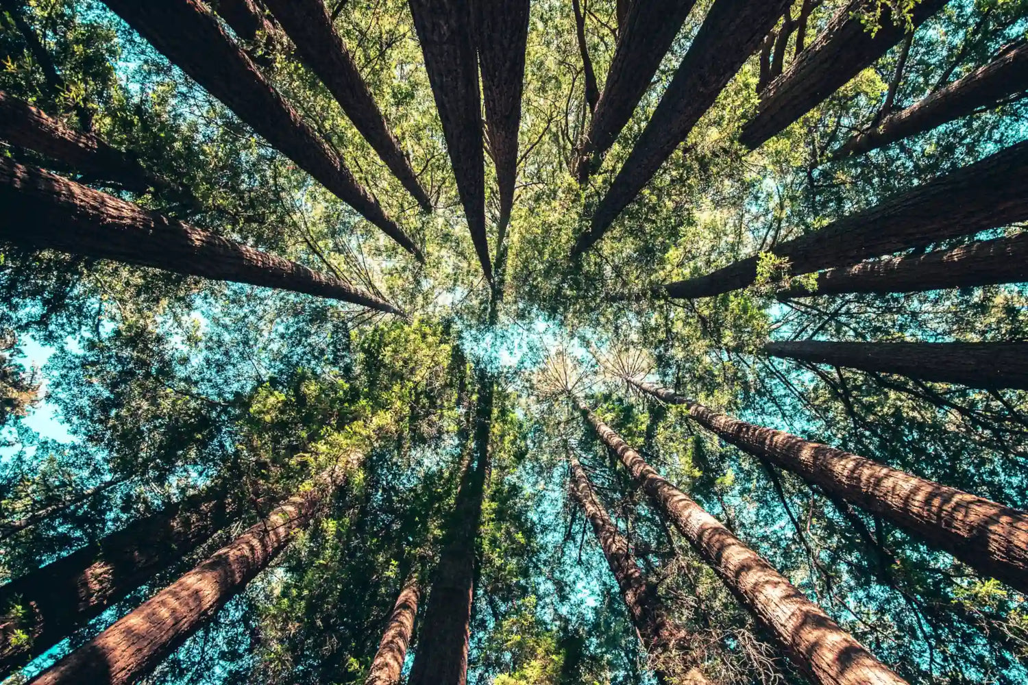 A view of trees valued by Lagoma from below