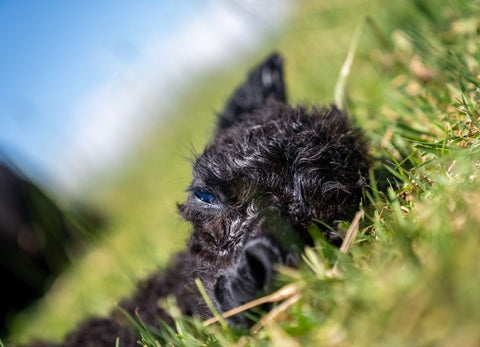 baby alpaca laying in the grass