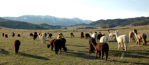 Alpacas pasture