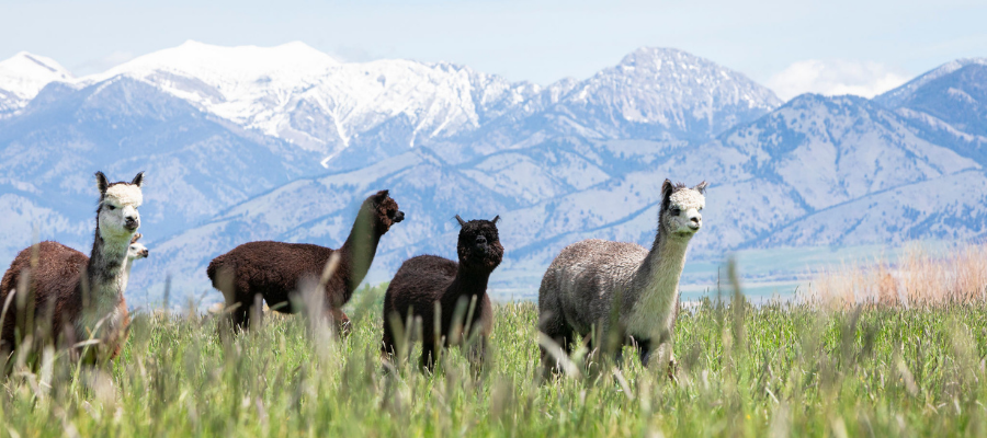 four alpacas is grassy pasture with snow capped mountains behind them