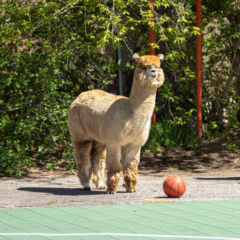 alpaca standing on a basketball court next to a basketball