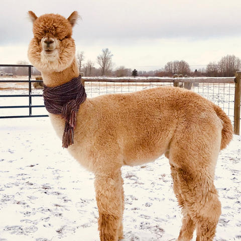 alpaca standing in the snow with a scarf on