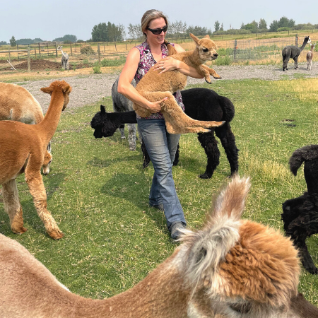 woman holding baby fawn alpaca walking through a bunch of alpacas