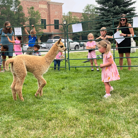 little girl standing across from baby fawn alpaca
